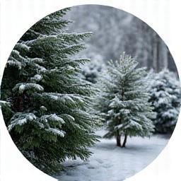 겨울에도 상록수로 푸름을 유지하는 정원