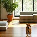 활동적인 강아지가 뛰놀 수 있는 개방형 거실 공간